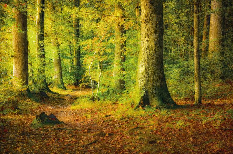 Wald im Sonnenlicht von Nicc Koch