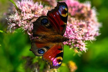 Schmetterlinge von Flevoland. von Berend Kok