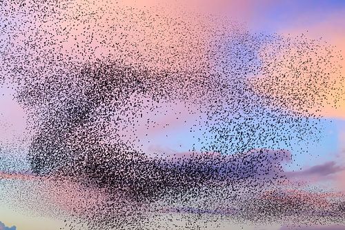Murmuration d'étourneaux au coucher du soleil avec des nuages colorés