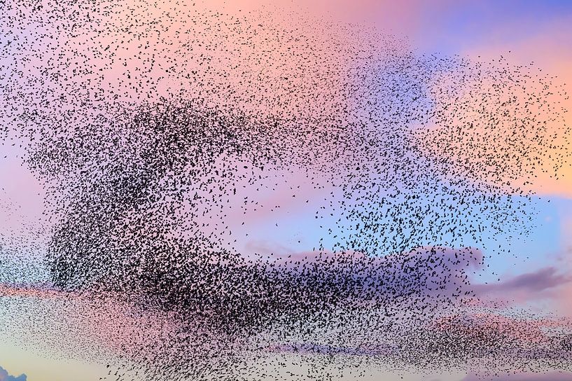 Murmuration d'étourneaux au coucher du soleil avec des nuages colorés par Sjoerd van der Wal Photographie