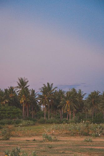 VIVRE SOUS LES PALMIERS