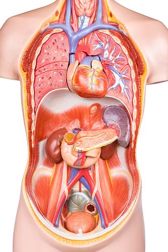 In diesem Modell des menschlichen Körpers und viele verschiedene Organe und Gewebe