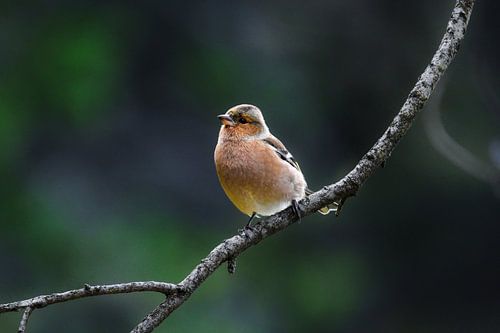Vink op een tak in de Franse Ardennen