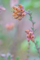 Blume (Calluna Vulgaris)