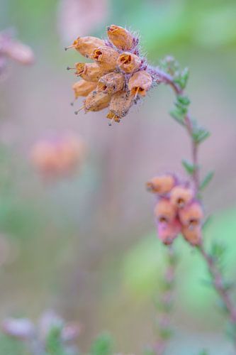 Flower (Calluna Vulgaris)