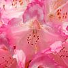 Rosarote Rhododendronblüte von Torsten Krüger