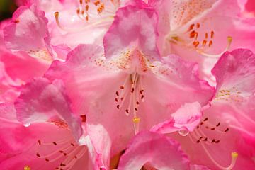 Rosarote Rhododendronblüte