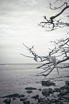 Flechten auf einem Zweig in Schwarz und Weiß