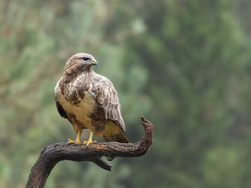Buizerd zoekt prooi