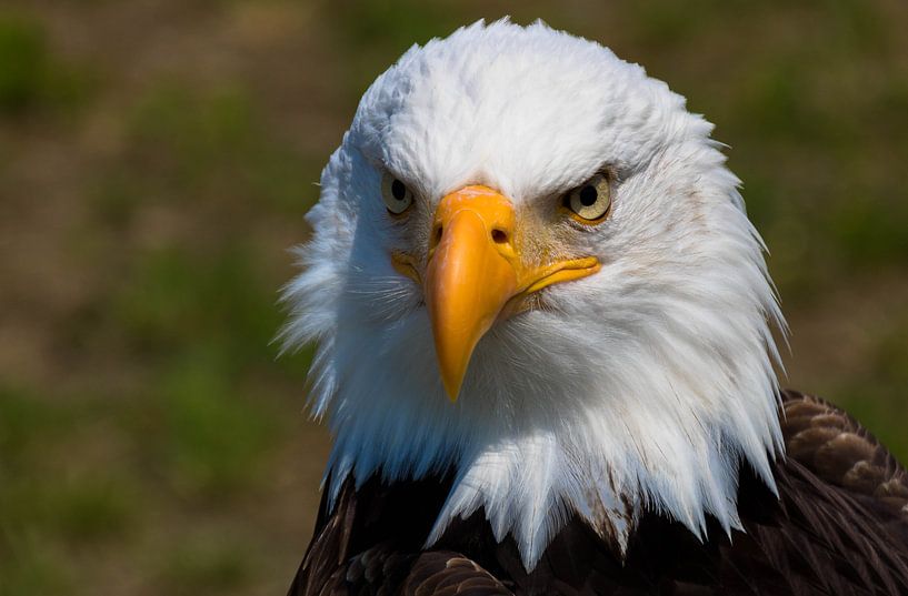 Sea Eagle / Bird of Prey by Devlin Jacobs