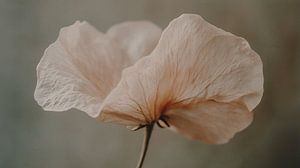 Tender Beauty