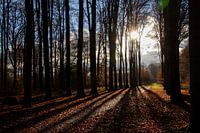 Eine untergehende Sonne in den Wäldern bei Doetinchem
