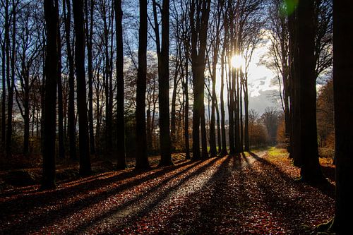 Een zakkende zon in de bossen bij Doetinchem