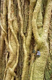 Klimop stammen by Ralph Jongejan