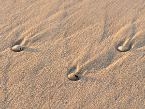 Muschel mit Sandtextur am Strand
