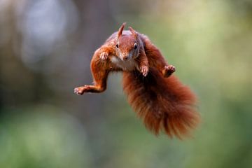 Vliegende eekhoorn van Henk Bogaard