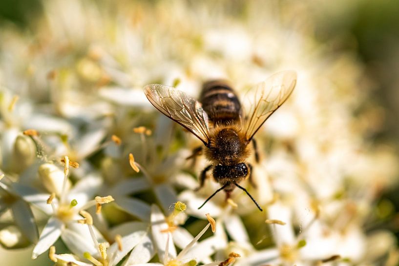 Macro shot of a bee on a white flower. by Felix Marx