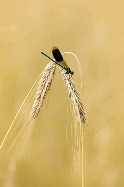 meadow damselfly by Margriet Louwen