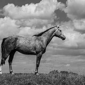 Cheval en noir et blanc sur By Foto Joukje