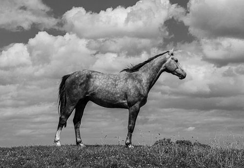 Paard in zwart/wit
