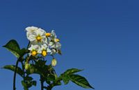 Eine Kartoffelpflanze mit weißen Blüten von Ulrike Leone Miniaturansicht