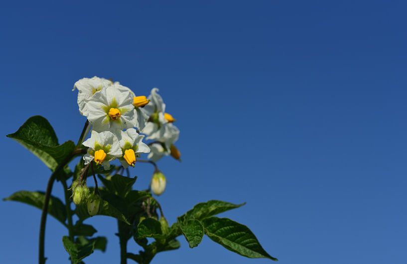 Eine Kartoffelpflanze mit weißen Blüten von Ulrike Leone