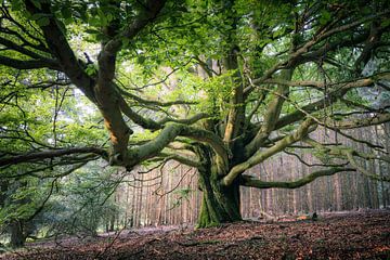 Sprookjesachtige beuk Rhön van Jürgen Schmittdiel Photography