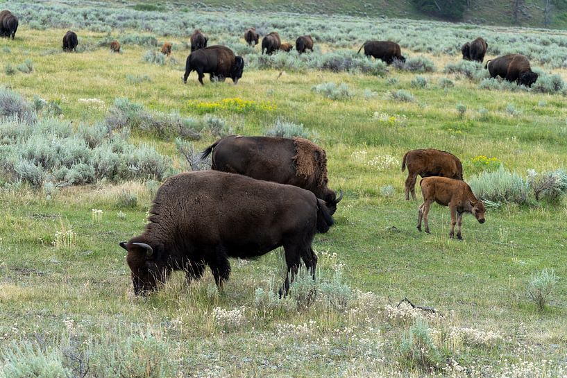 Herd of bison in Yellowstone National Park, USA by Jeroen van Deel
