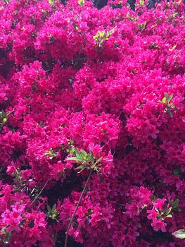 Bloem