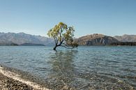 Wanaka Tree van Anne Vermeer thumbnail