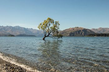 Wanaka Tree