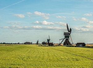 Holländische Windmühlen