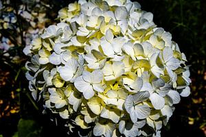 Zartheit der Blütenblätter der Hortensie in voller Blüte