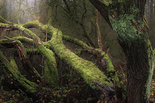 Moss whispers