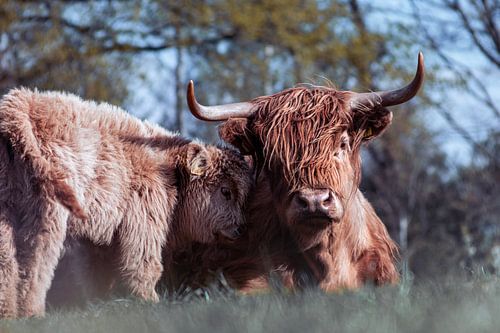 Scottish highlander with young