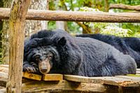 Ruffed bear in Kuang Si in Laos