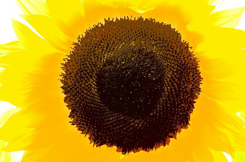 Sun Flower by De Rover