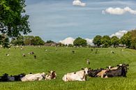 Grazende koeien Bosschenhuizen Zuid-Limburg van John Kreukniet thumbnail