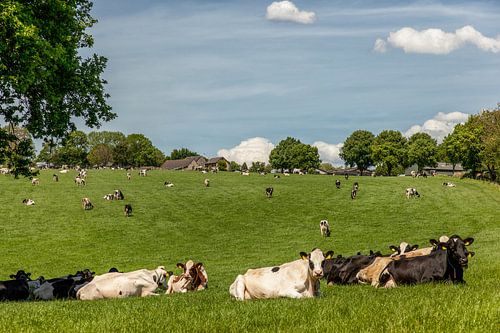 Grazende koeien Bosschenhuizen Zuid-Limburg