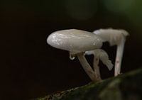 Lonely drop