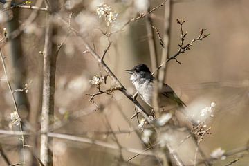 Chanter pour souhaiter la bienvenue au printemps