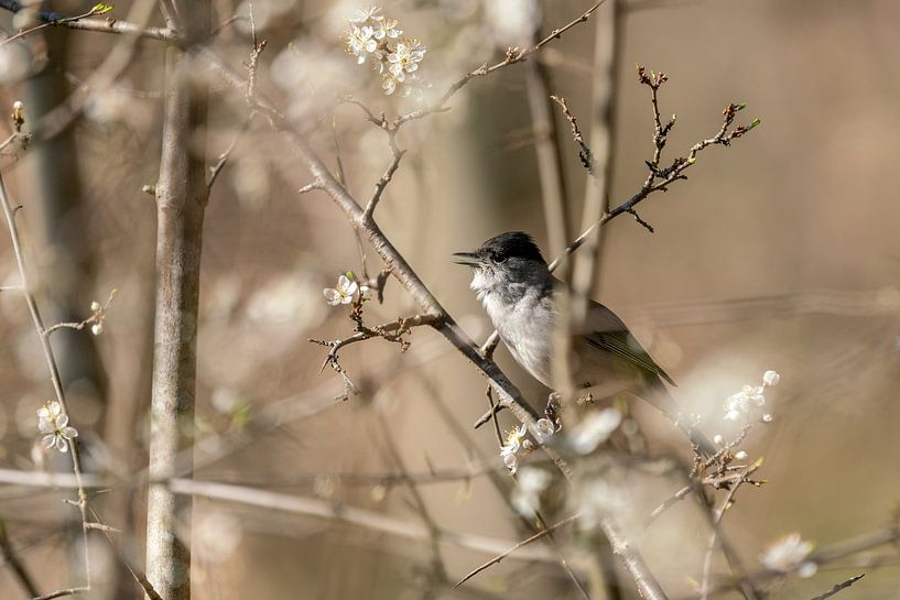 Chanter pour souhaiter la bienvenue au printemps par Uwe Ulrich Grün