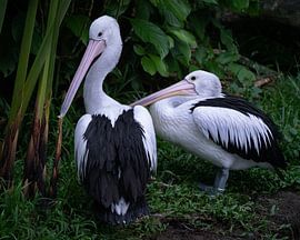 Pelicans in a game park