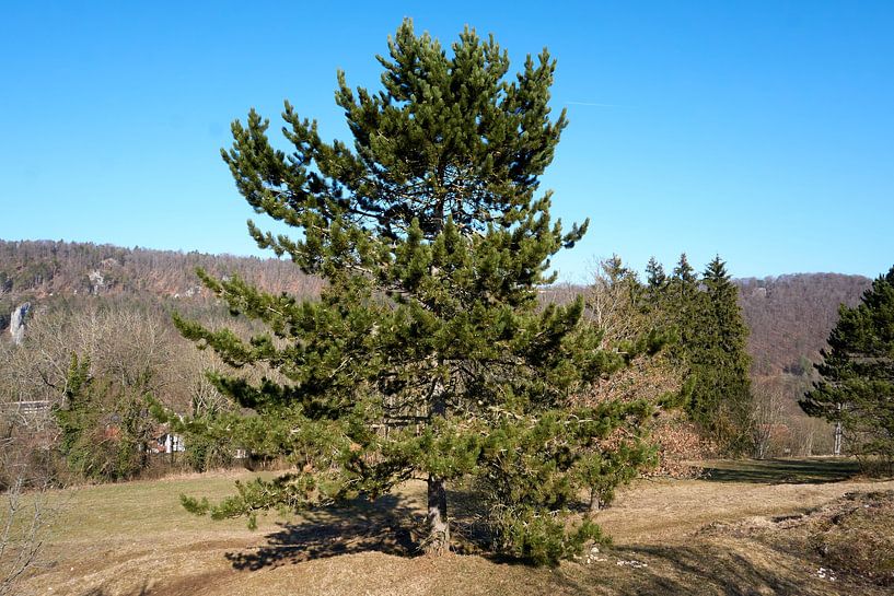 Mooie imposante boom op een berg met blauwe hemel van creativcontent