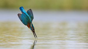 Eisvogel – Wie eine Kugel