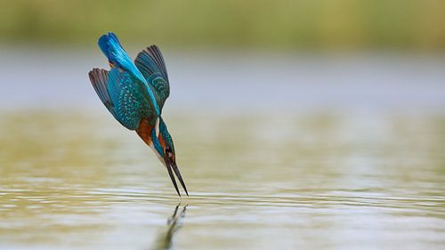 Eisvogel – Wie eine Kugel