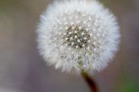 Paardenbloem op het punt van uitvliegen