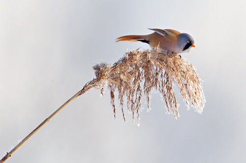 Baardmannetje in het riet in de winter
