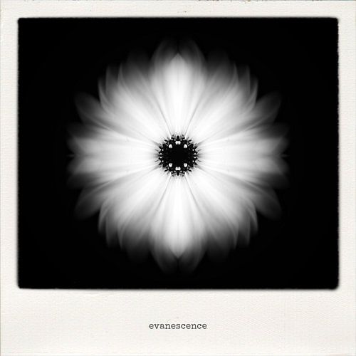 evanescene
