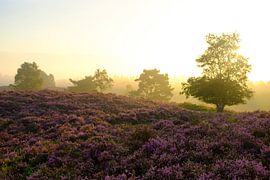 Blühende Heidekrautpflanzen bei Sonnenaufgang